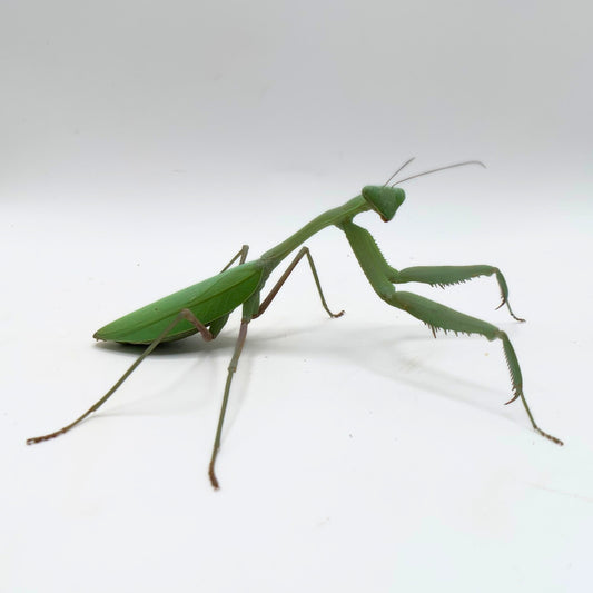 Gaint Asian Mantis (Hierodula membranacea)