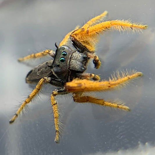 Arizona Jumping Spider (Phidippus arizonensis)