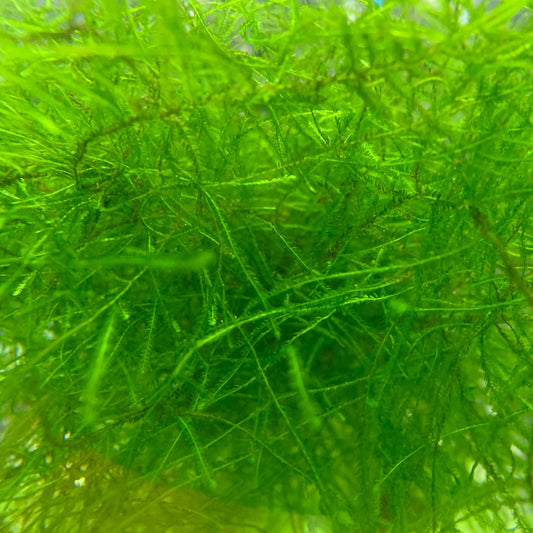 Weeping Moss