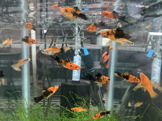 Assorted Swordtail