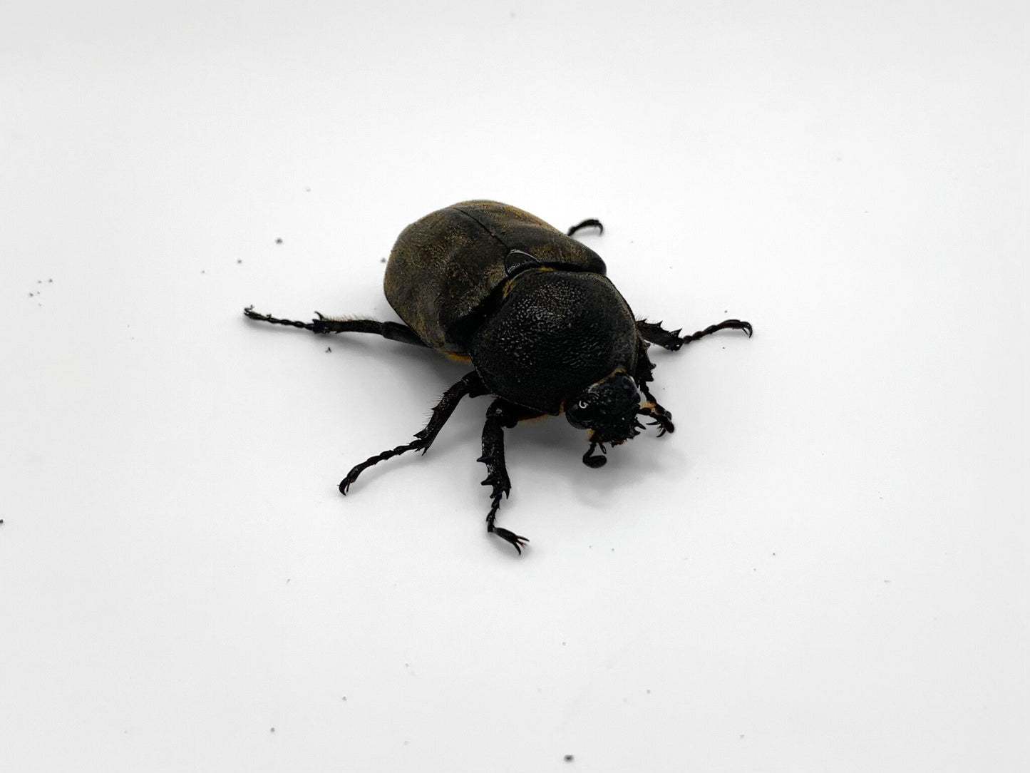 Tempest Rhino Beetle (Allomyrina pfeifferi)