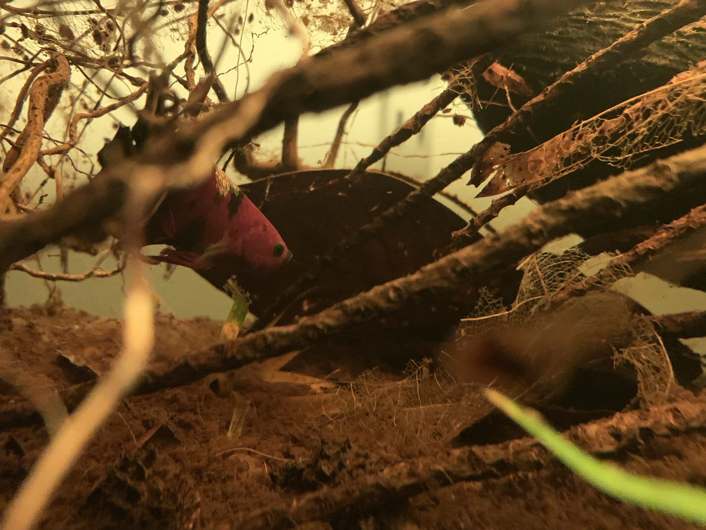 Coconut Palm Flower Stock