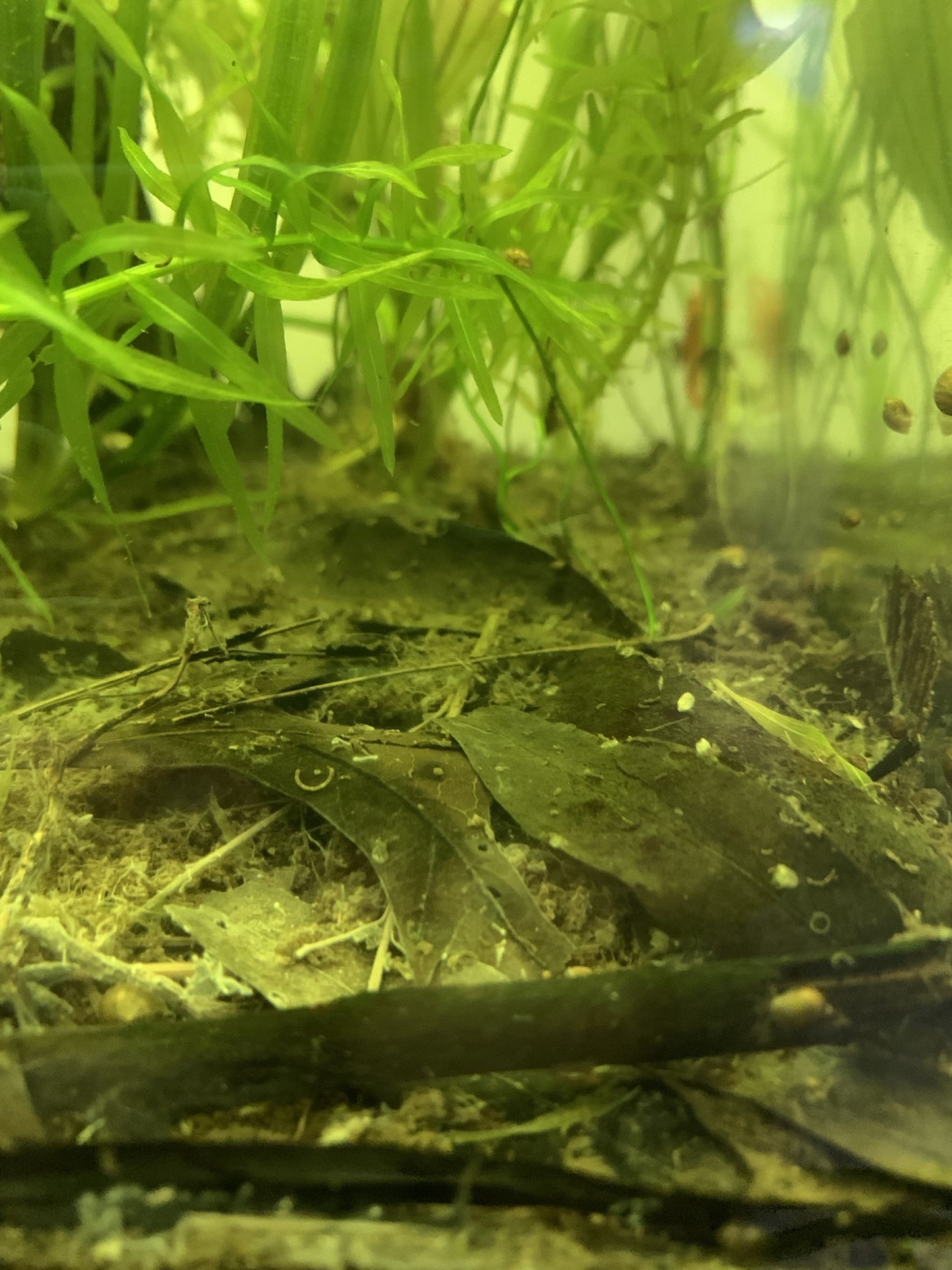 Live Oak Leaf Litter