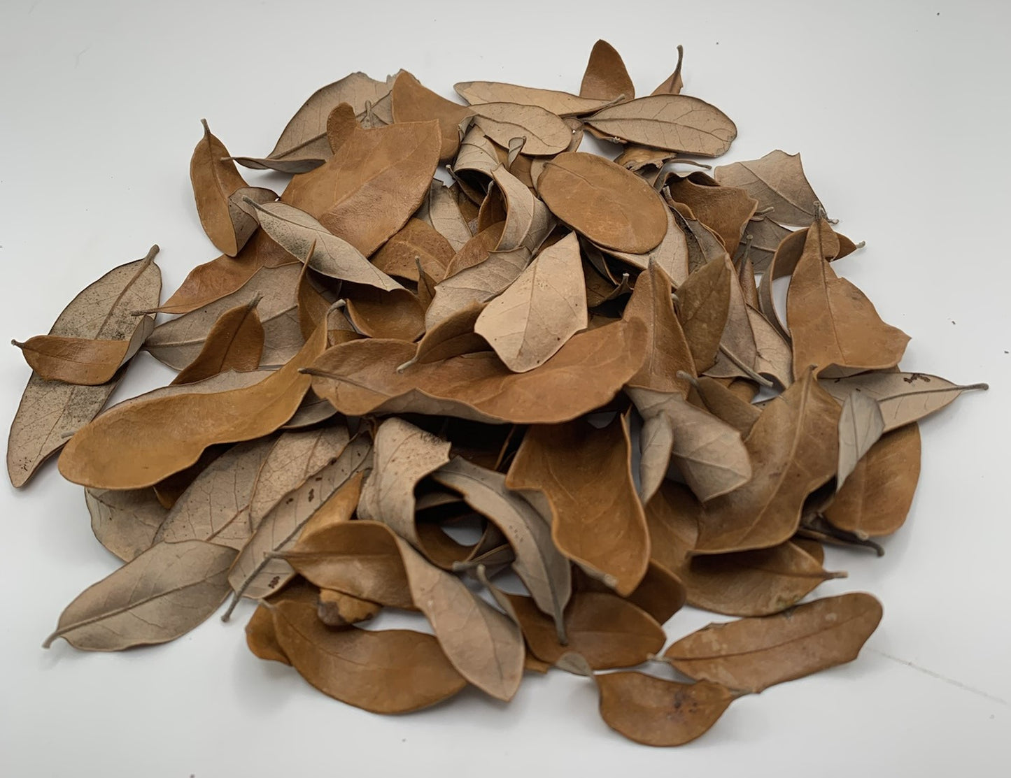 Live Oak Leaf Litter