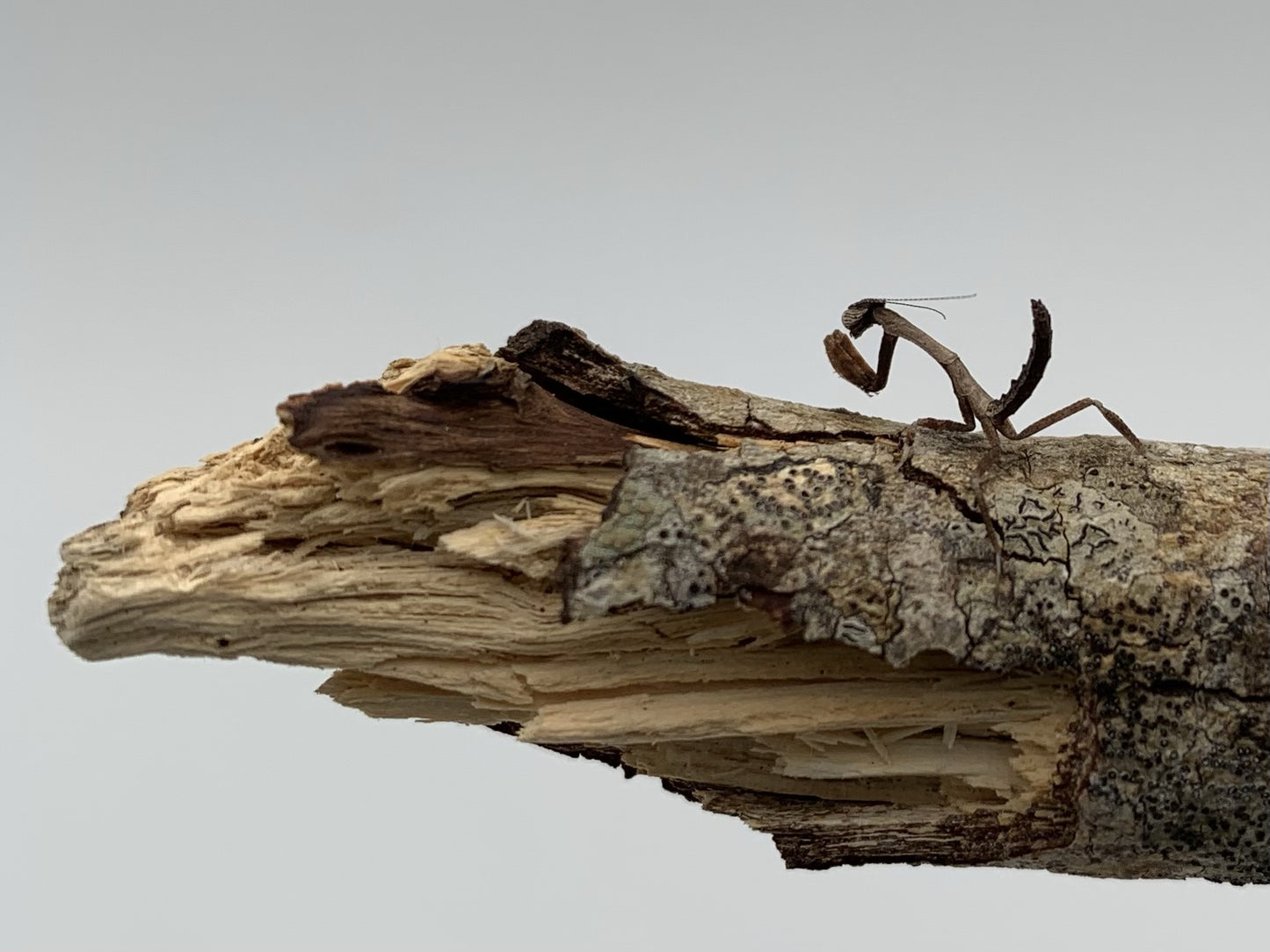 African Twig Mantis (Popa spurca)