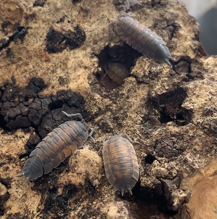 Porcellio Scaber "Lava"