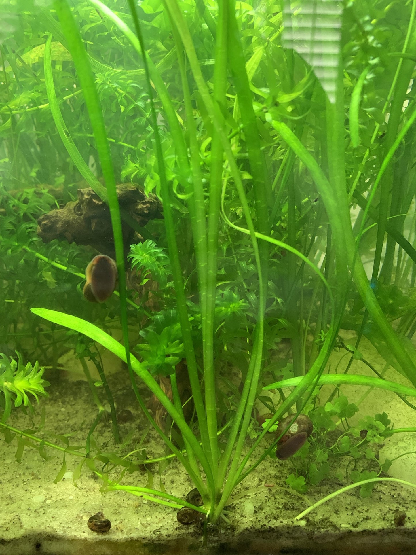 Sagittaria (Sagittaria Sp.)