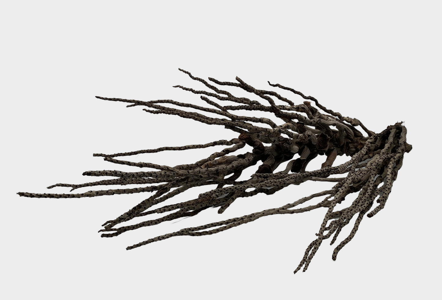 Coconut Palm Flower Stock