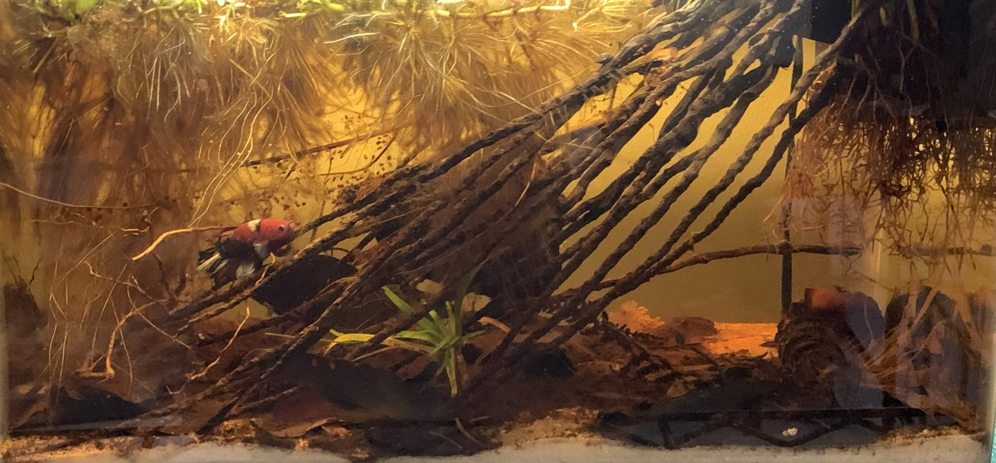 Coconut Palm Flower Stock