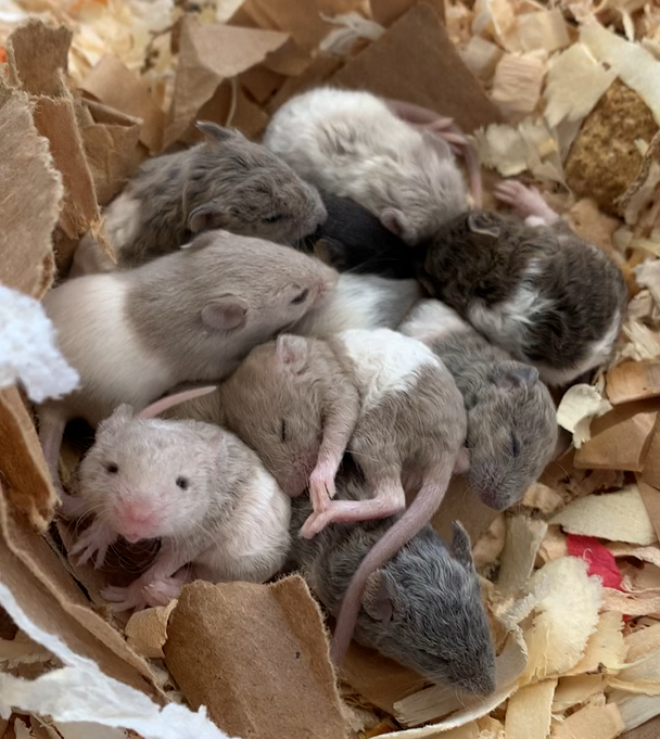 L1 - 10/1/25 - (F5 - M11-22)