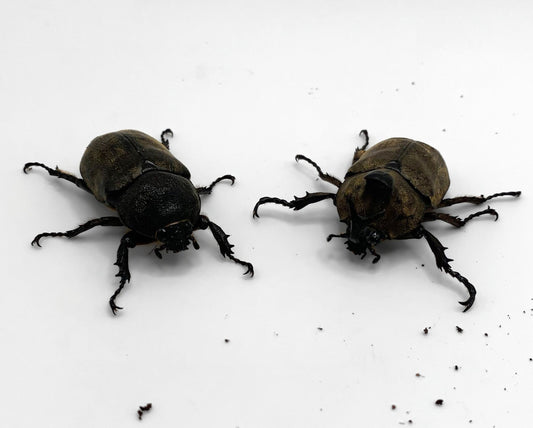 Tempest Rhino Beetle (Allomyrina pfeifferi)