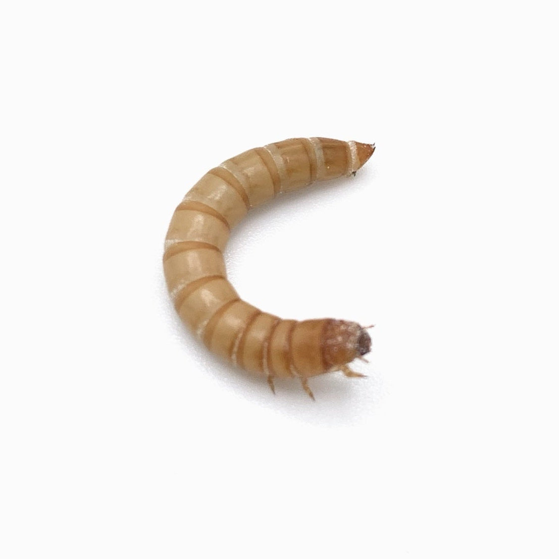 Mealworms | Assorted Sizes