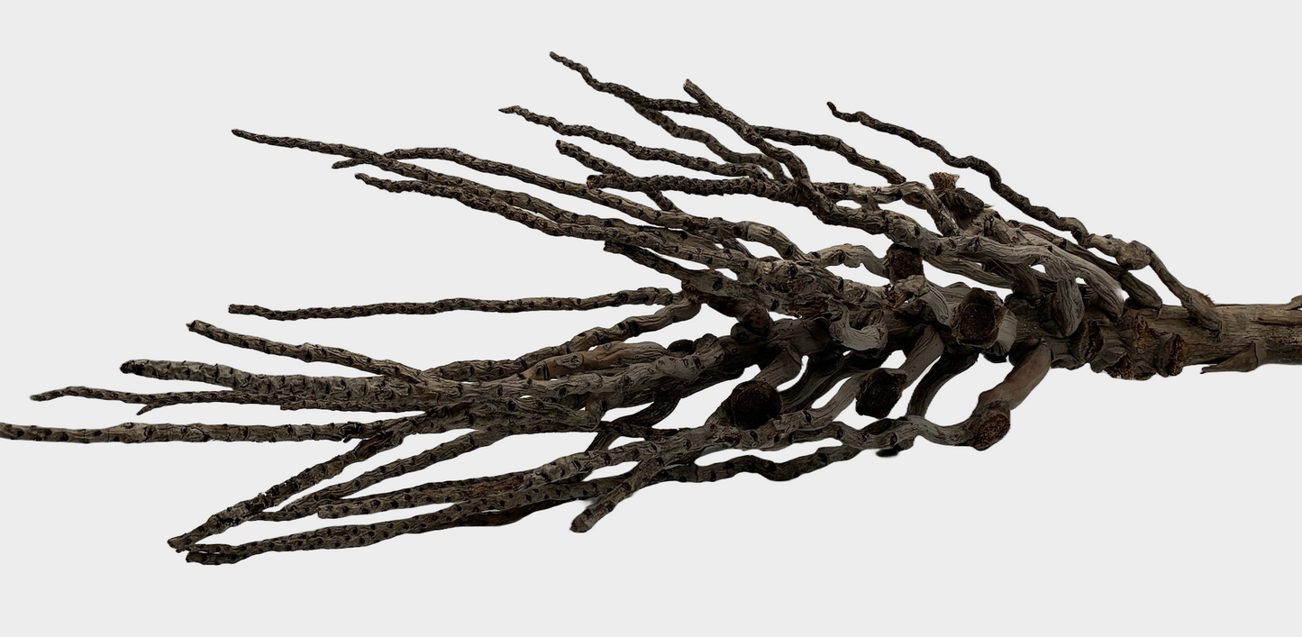 Coconut Palm Flower Stock