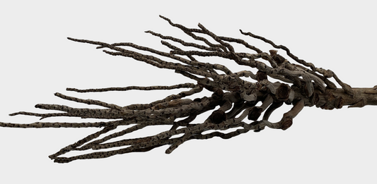 Coconut Palm Flower Stock