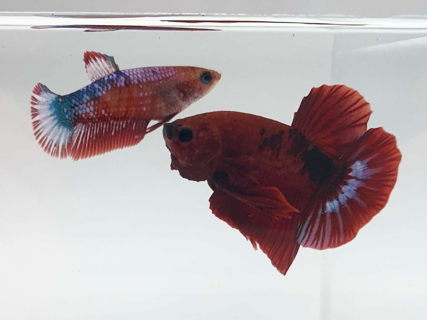 Red Hellboy Betta Fish | Assorted