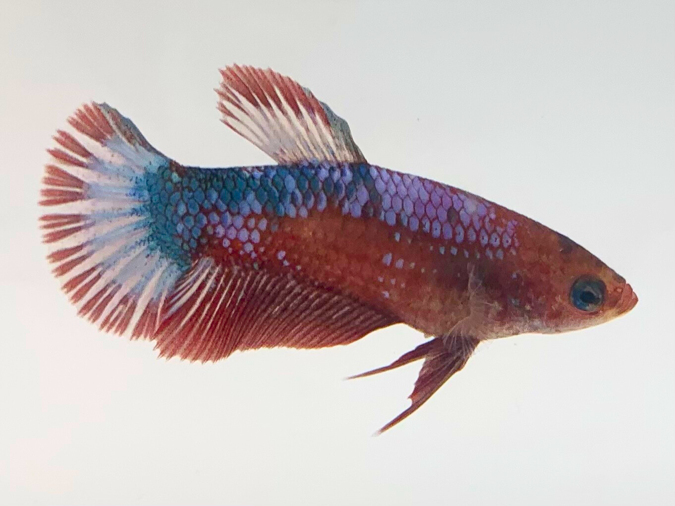 Red Hellboy Betta Fish | Assorted