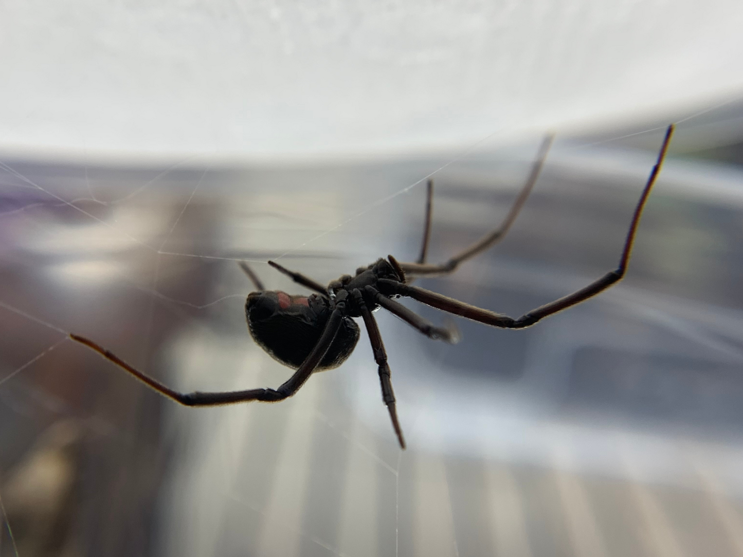 Southern Black Widow