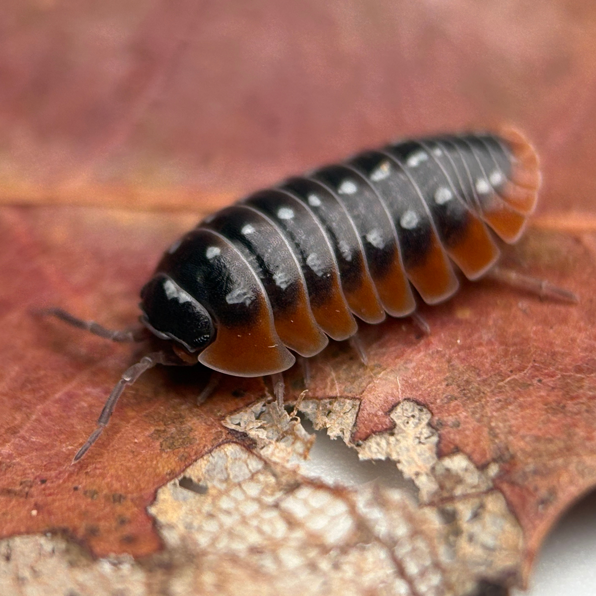 Armadillidium klugii “Slano”