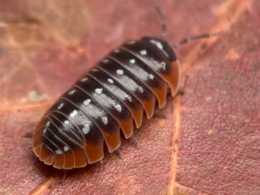 Armadillidium klugii “Slano”