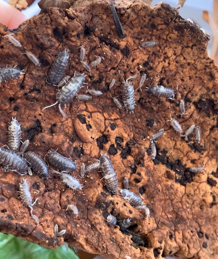 Cylisticus Convexus "Ukraine Pied"