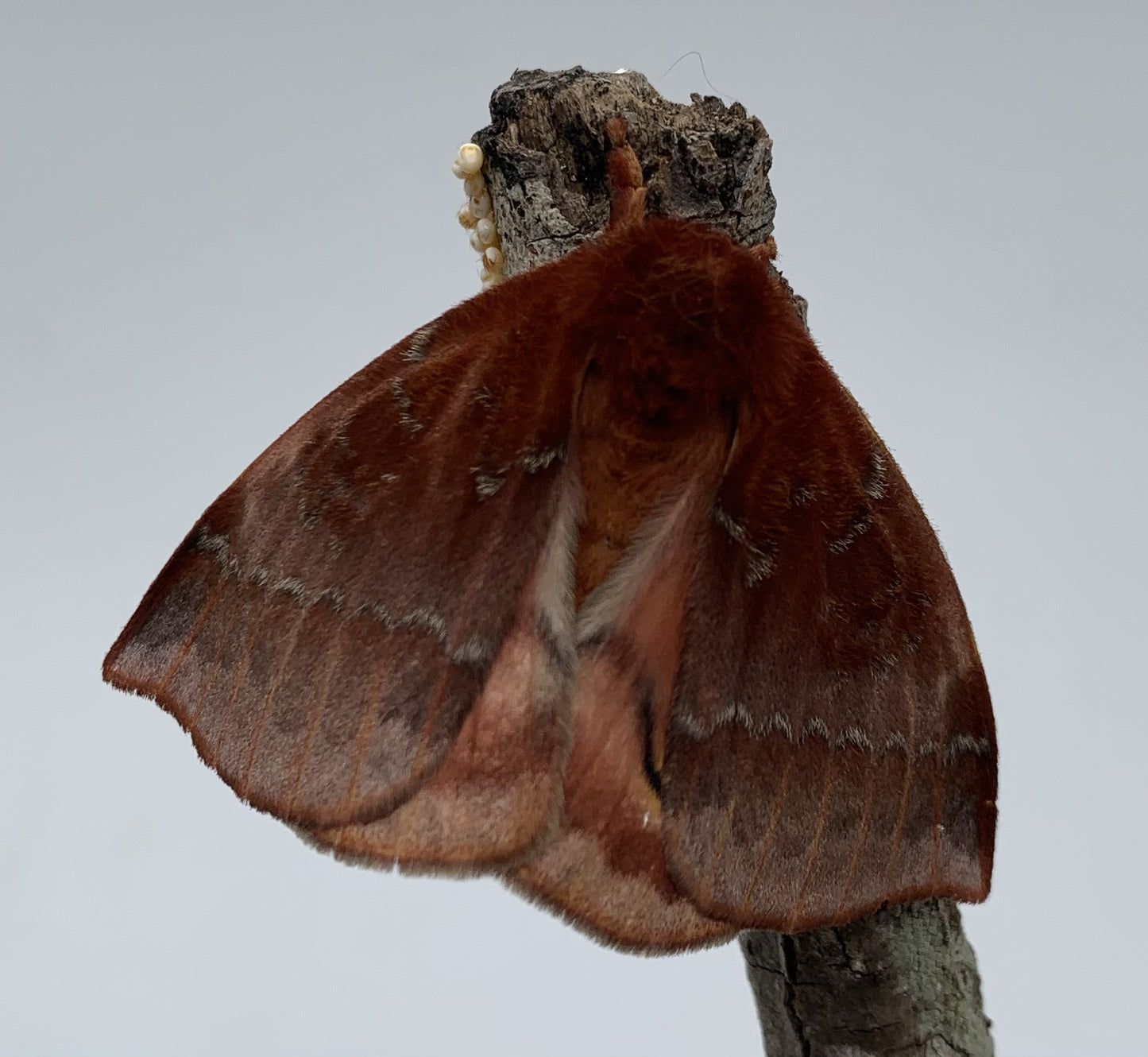 Io Moth (Automeris io)