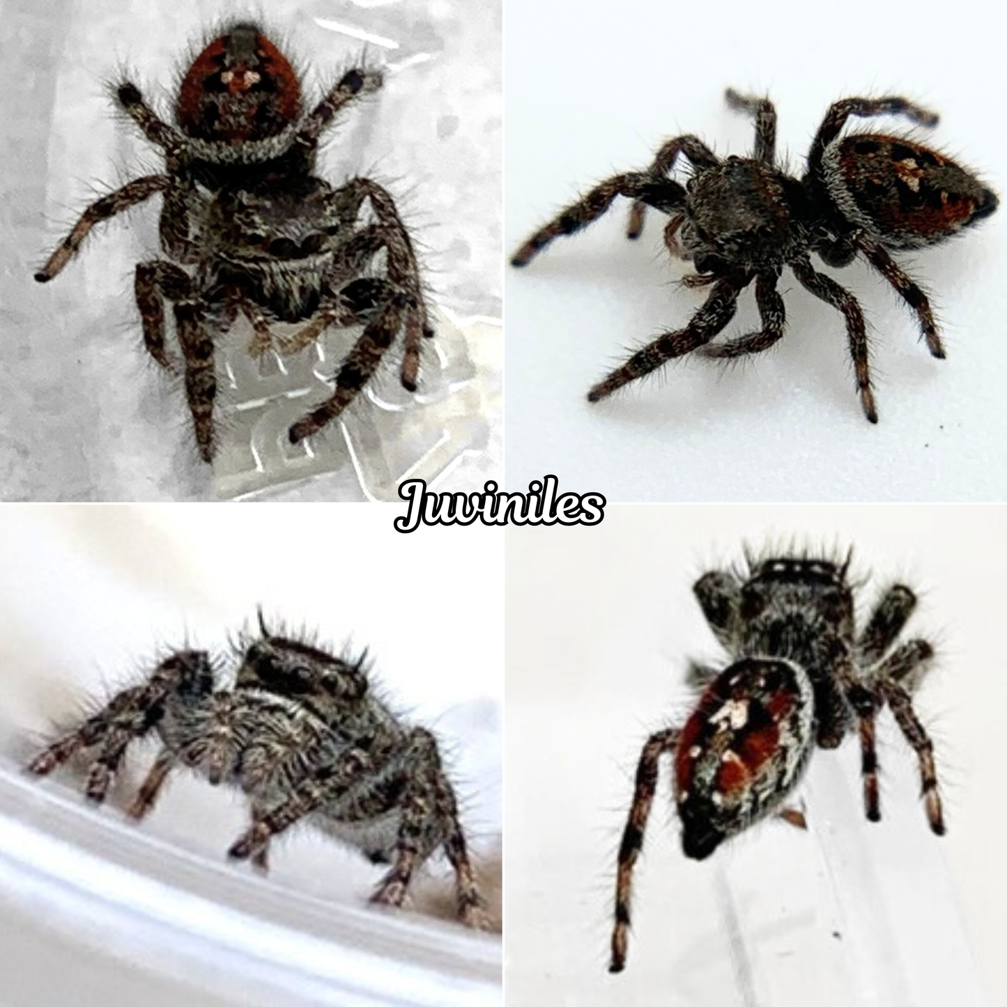 Tyrell's Tufted Jumping Spider
