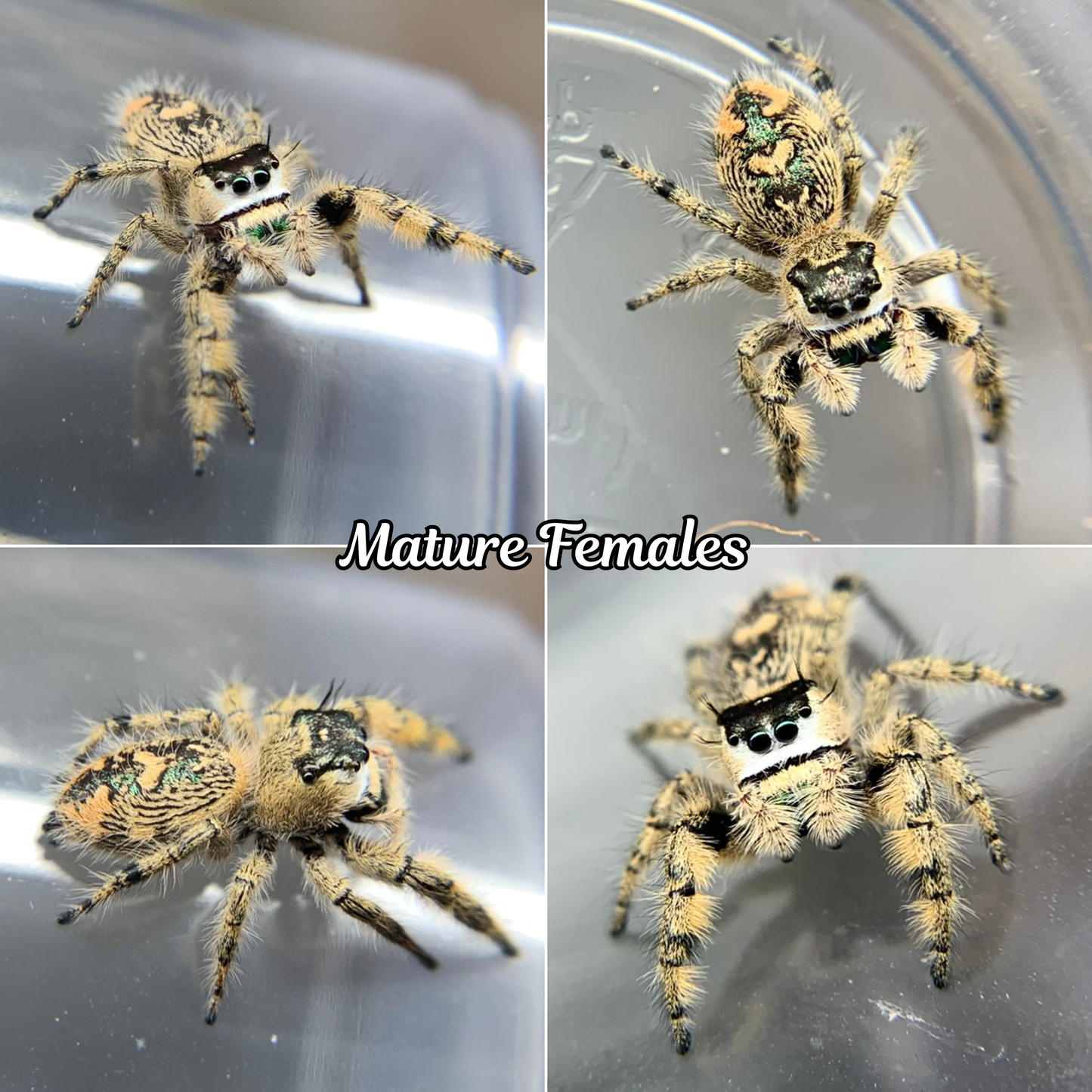 Canopy Jumping Spider