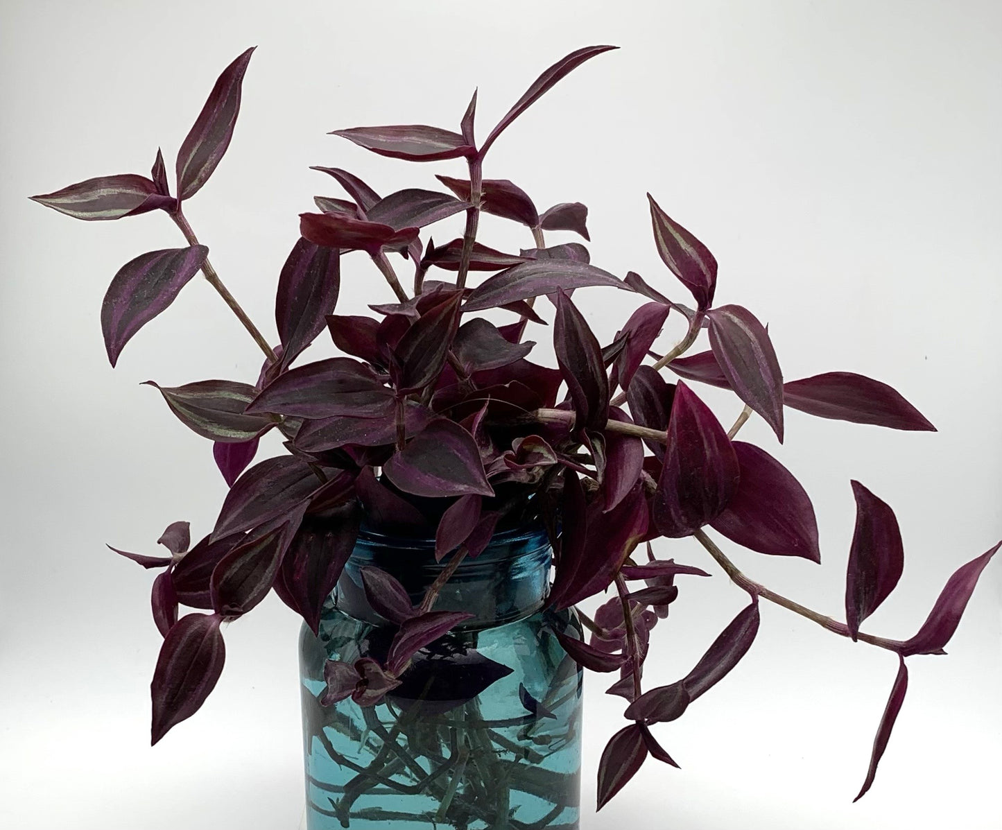 Tradescantia Zebrina "Purple"