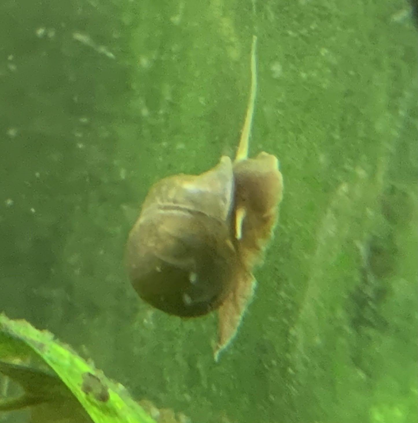 Bladder Snail