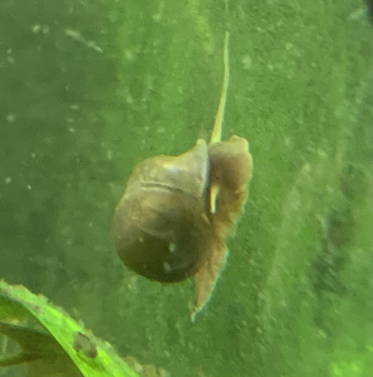 Bladder Snail
