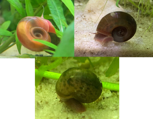 Assorted Ramshorn Snail