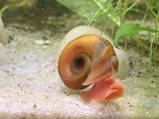Pink Ramshorn Snail
