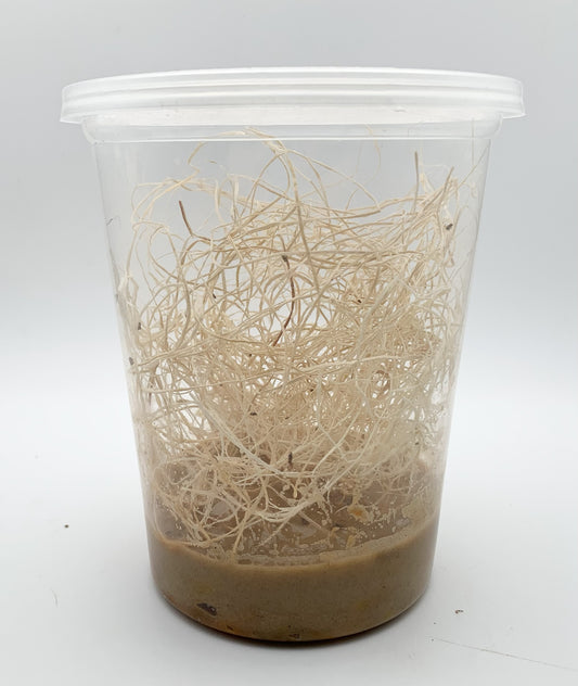 32oz Fresh Fruit Fly Culture