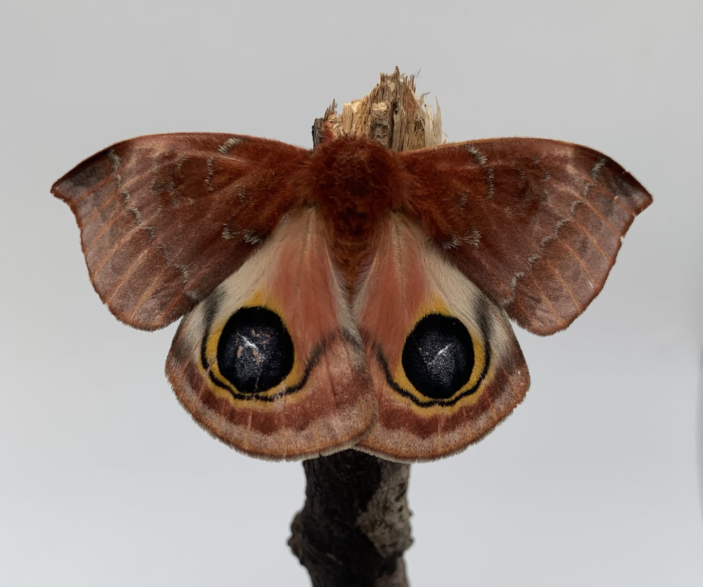Io Moth (Automeris io)