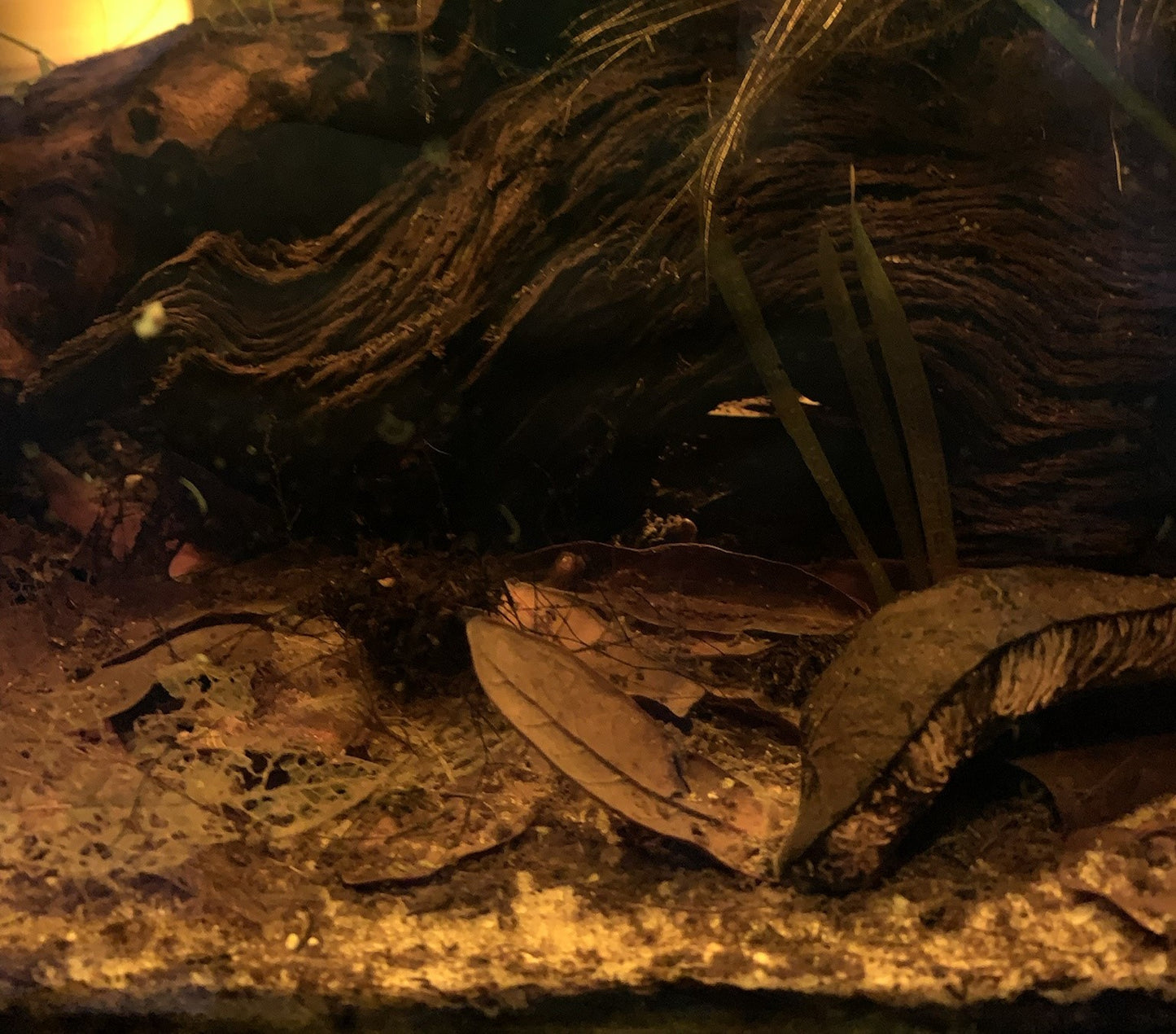 Live Oak Leaf Litter