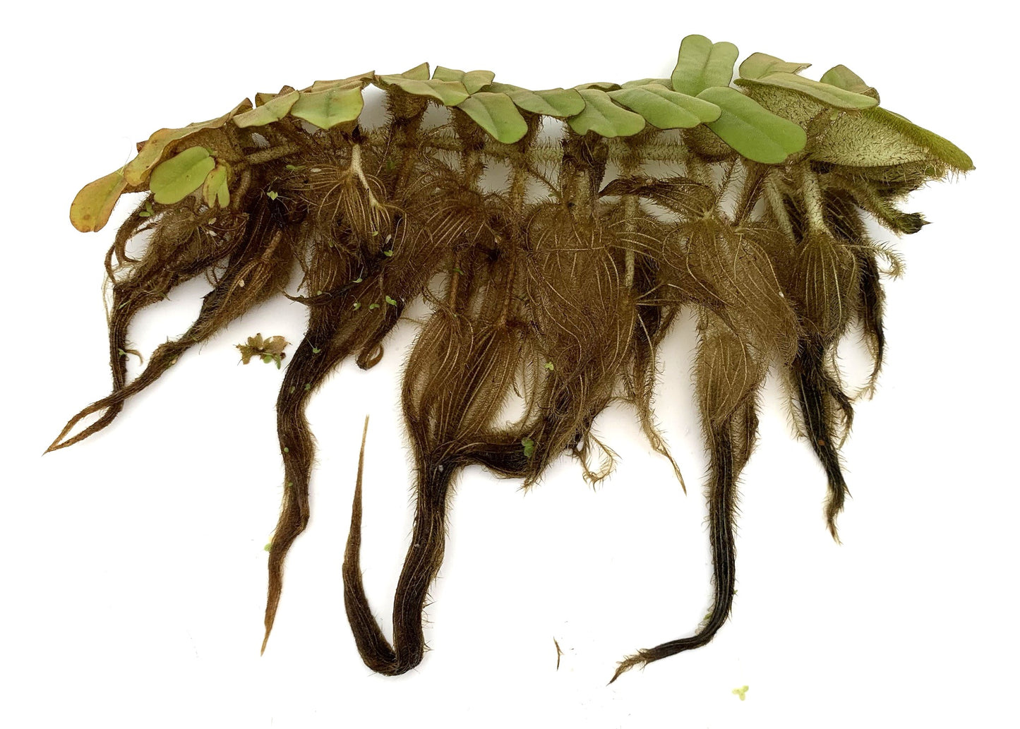 Salvinia Oblongifolia