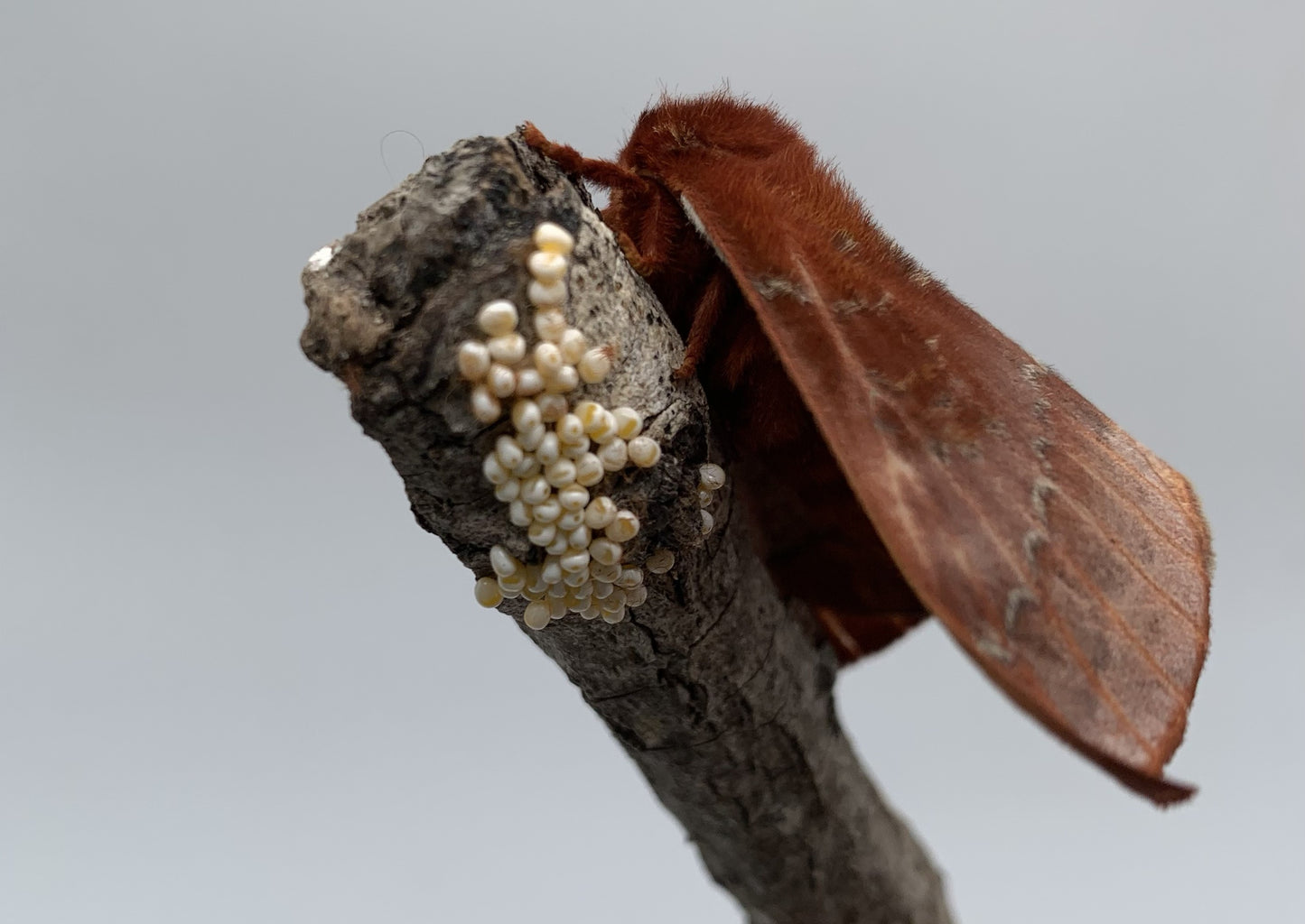 Io Moth (Automeris io)