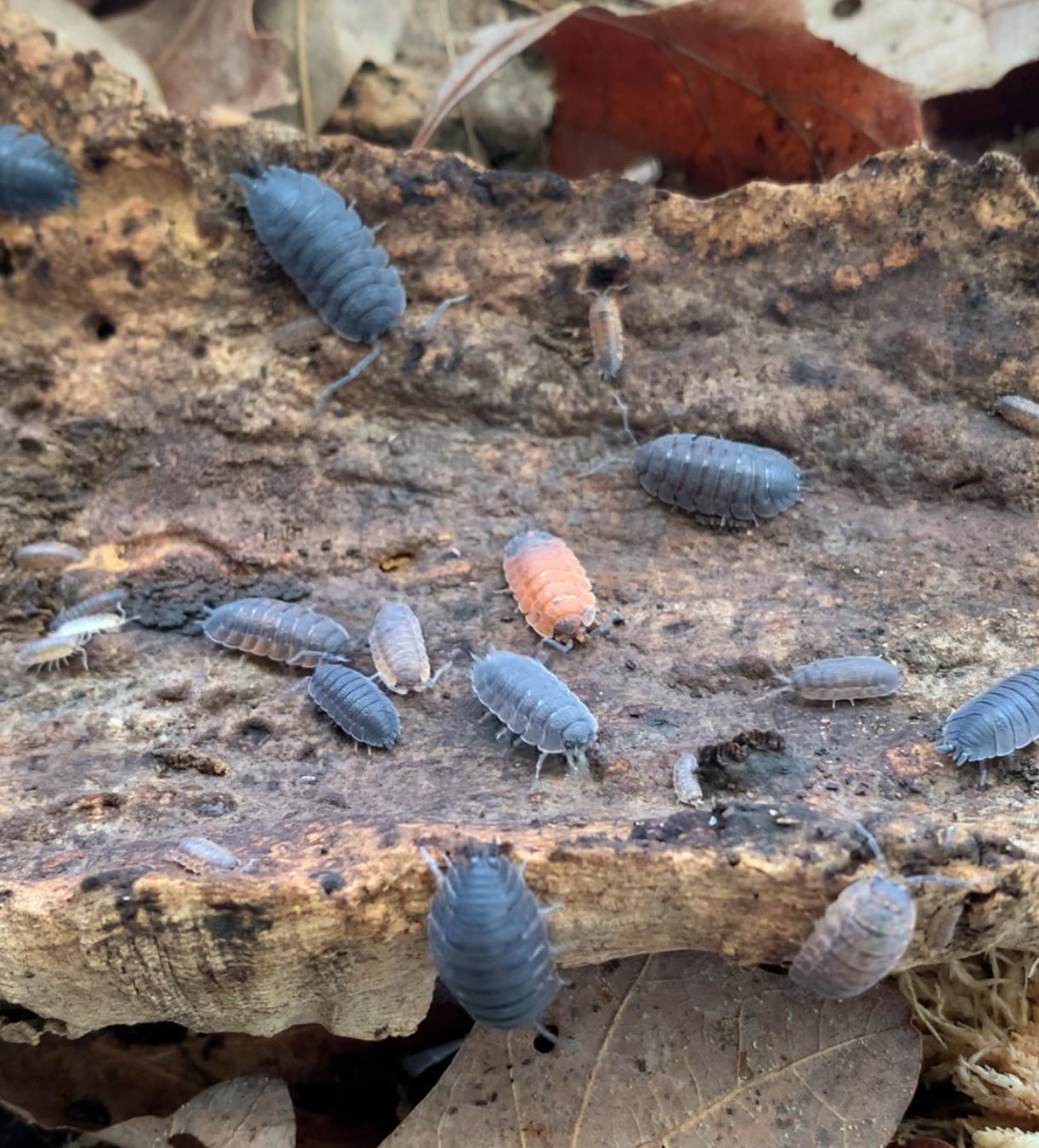 Porcellio Scaber "Lava"