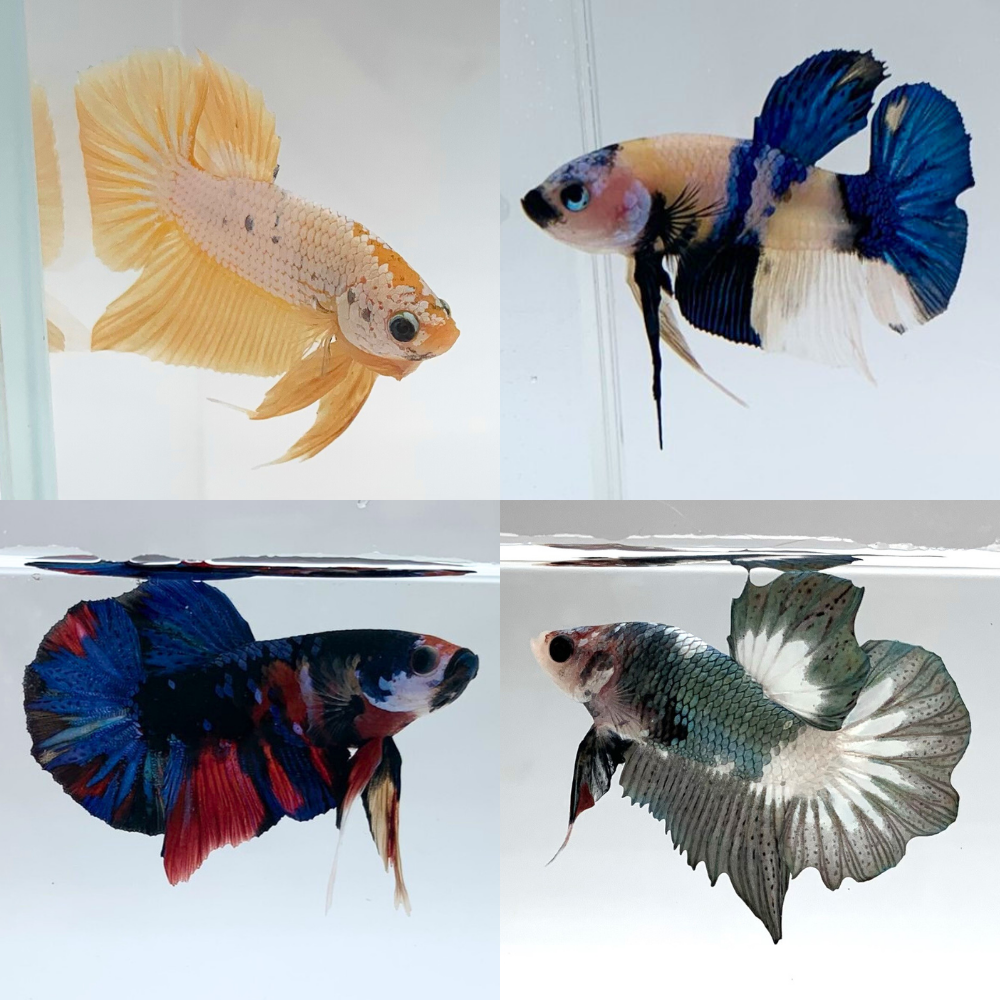 Male Betta Fish | Mystery Box