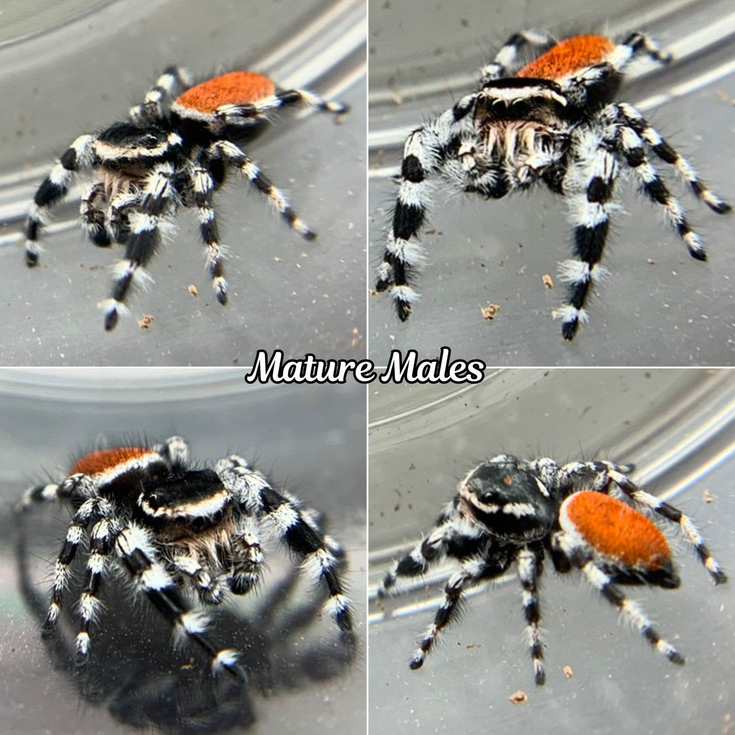 Tyrell's Tufted Jumping Spider