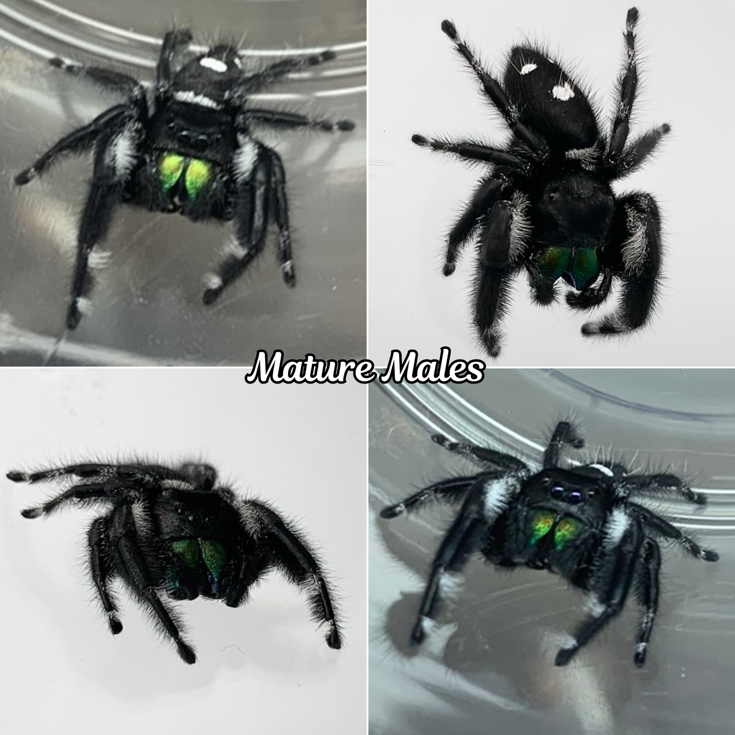 Recessive white [Male] Regal Jumping Spider