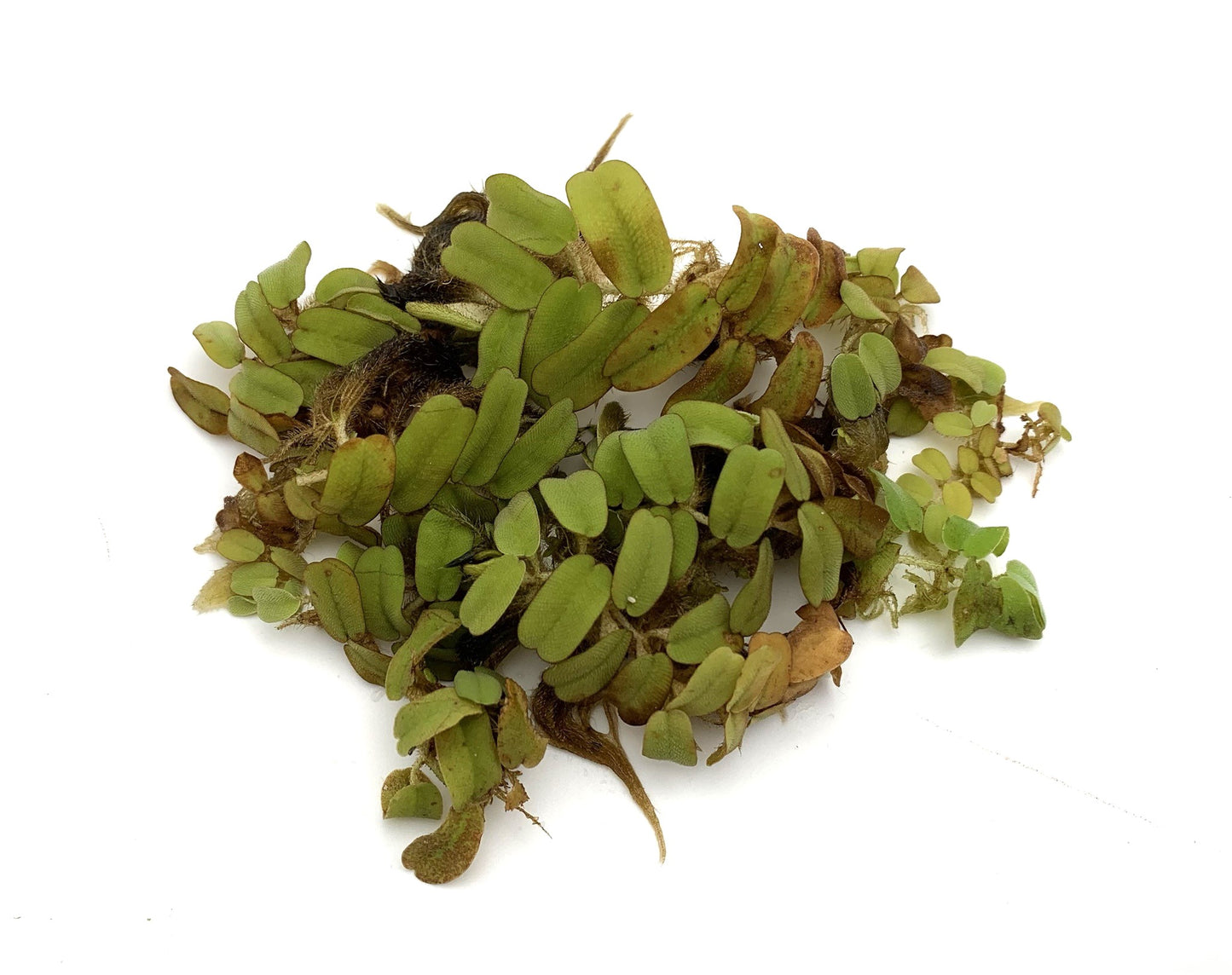 Salvinia Oblongifolia