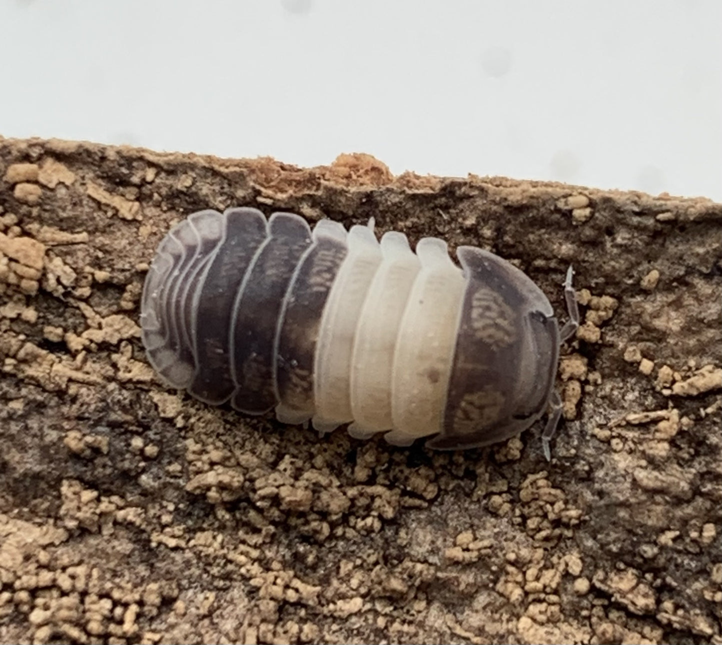 Cubaris Sp."Panda King"