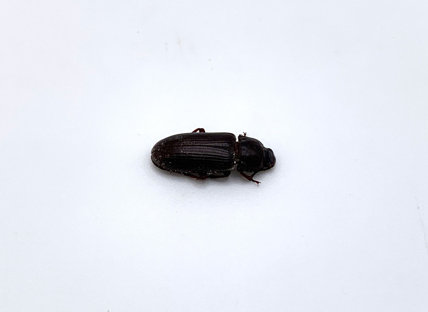 Unmounted Darkling Beetle