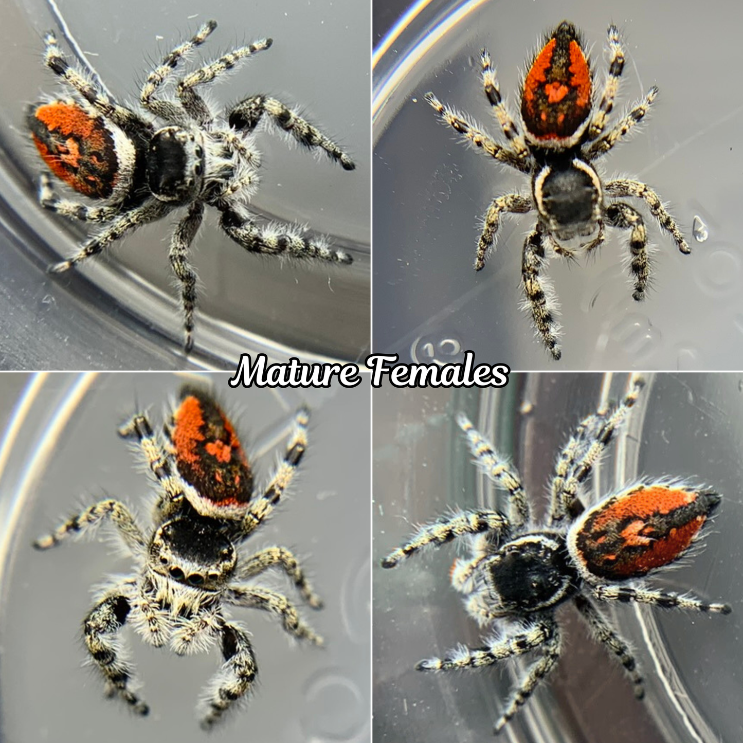 Tyrell's Tufted Jumping Spider