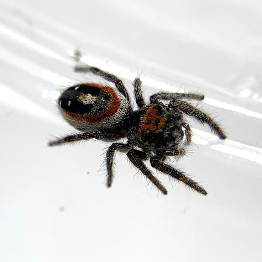 Dream Jumping Spider