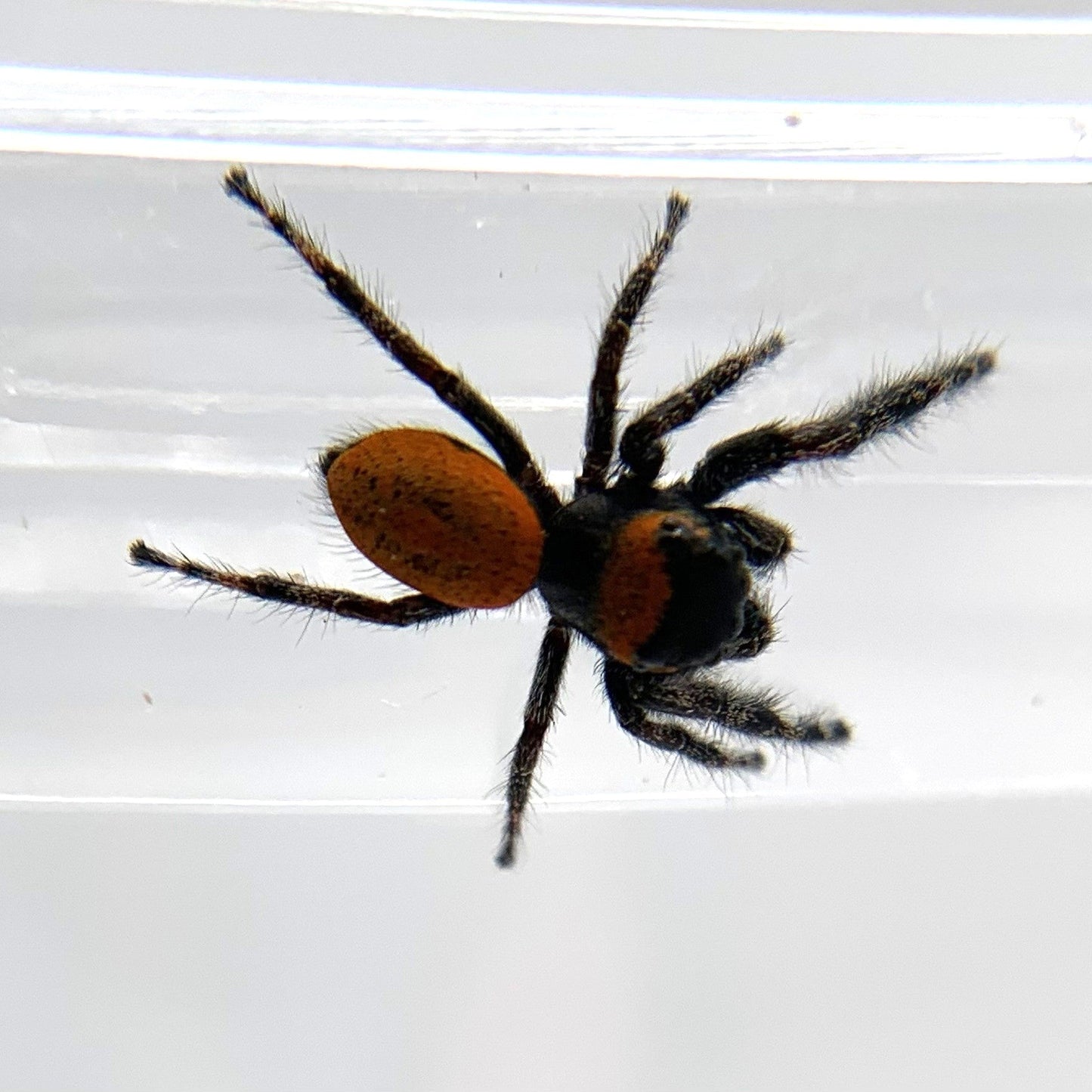 Dream Jumping Spider