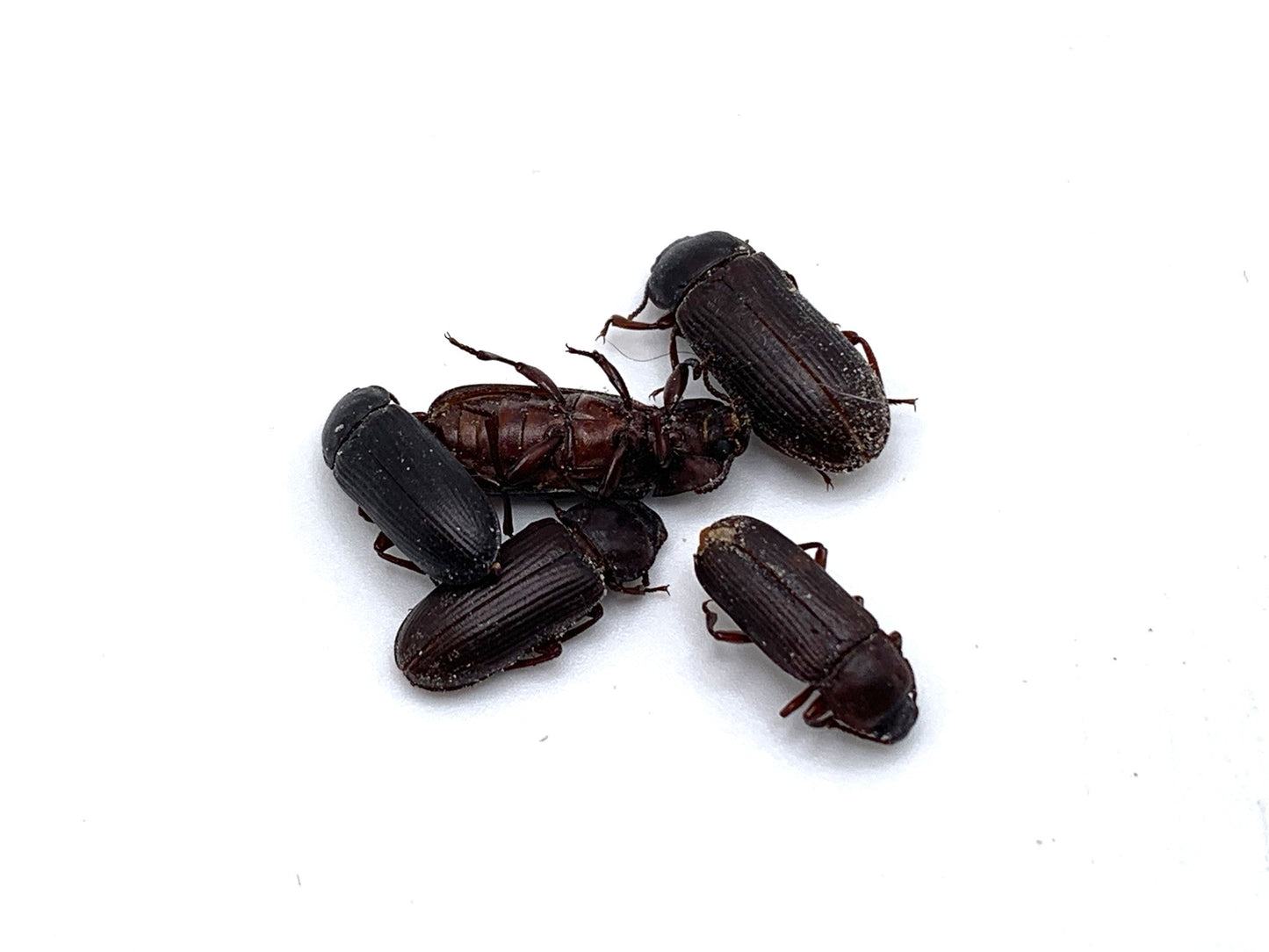 Unmounted Darkling Beetle